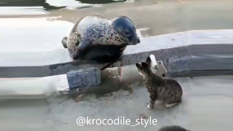 Эта вспыльчивая кошка