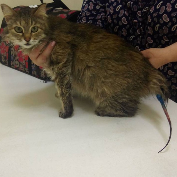 #нужна_финансовая_помощь@vmestepnz_animals #Мурка_ID63
НУЖН