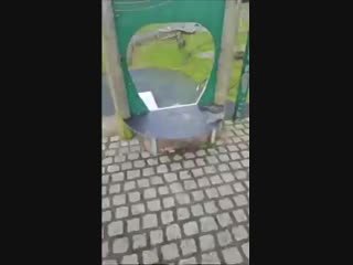 Собака играет в мячик сама с собой