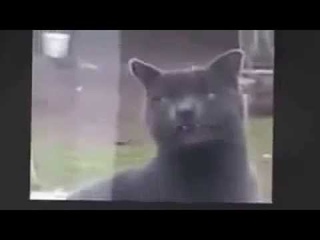 МОИ ЗАБАВНЫЕ ЖИВОТНЫЕ Заговоришь пожалуй Смешные и прикольные животные