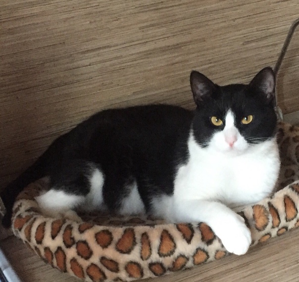 Крупный кот — обояшка в поисках дома!