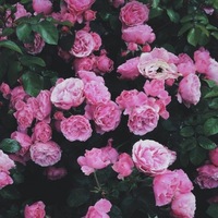 Алёна Синцова | 