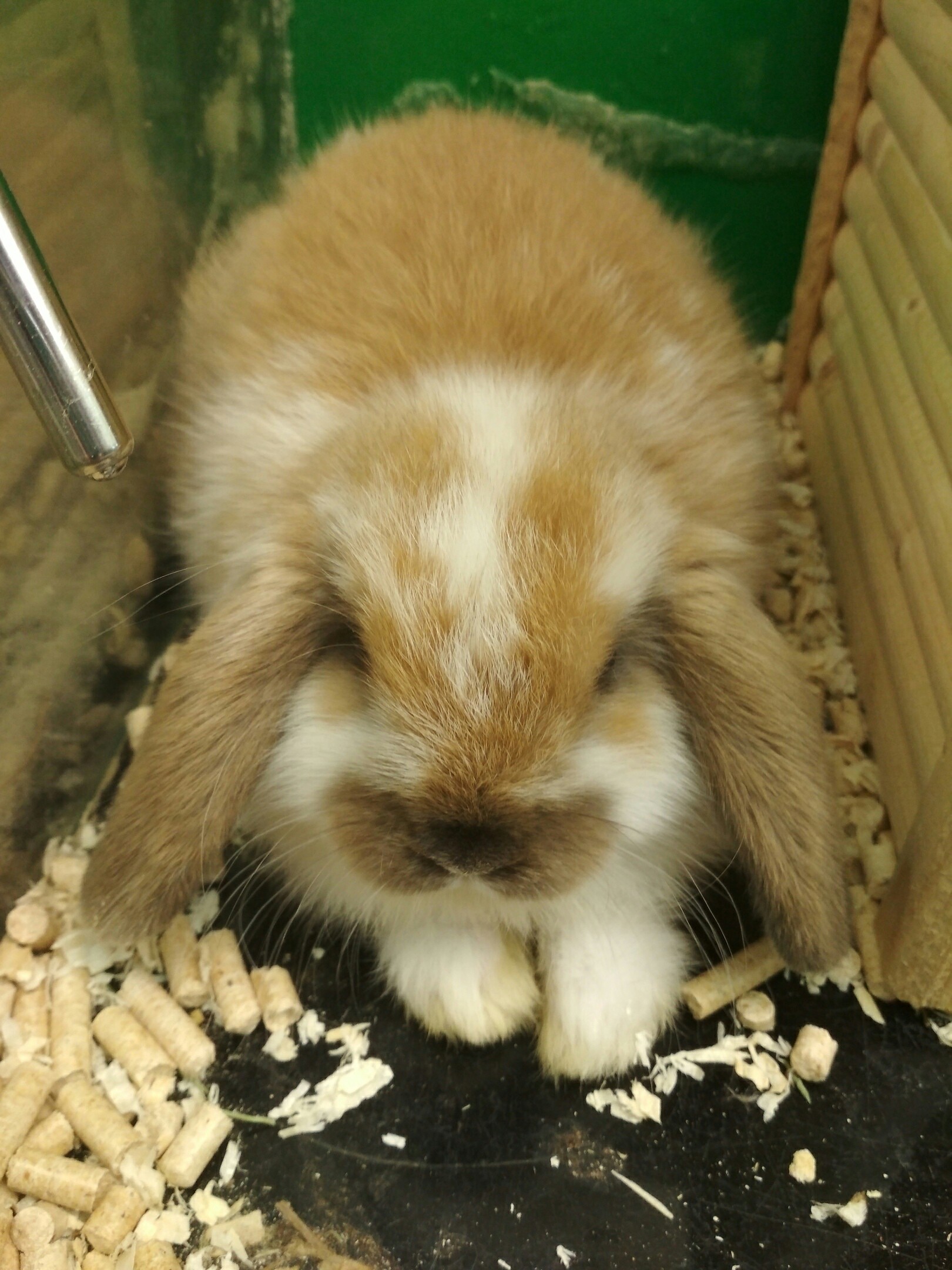 В Петербурге похищенного в зоомагазине кролика вернули обратно