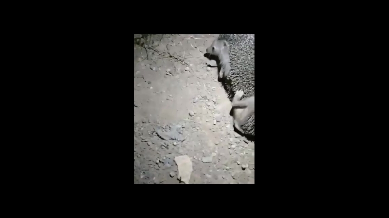 VID-20180708-WA0005.mp4