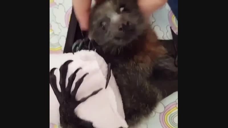 Милая летучая мышь
