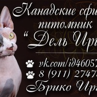 Кошки Канадского-Сфинкса-Спб