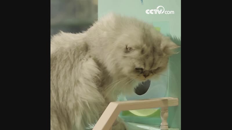 Почему тело кошек очень гибкое