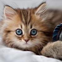 Алина Потапова | Малая Вишера