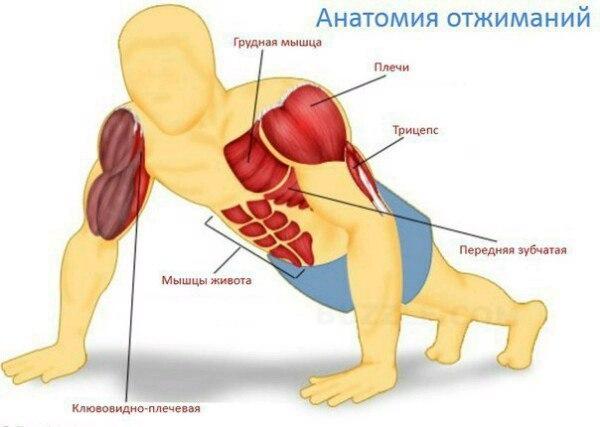 Отжимайтесь в течение 6 недель и получайте крутой результат!