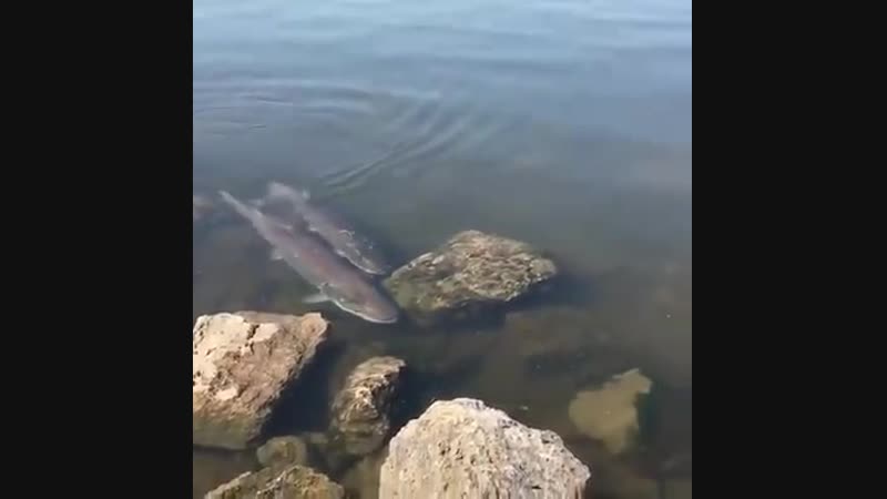 Скоро нерест