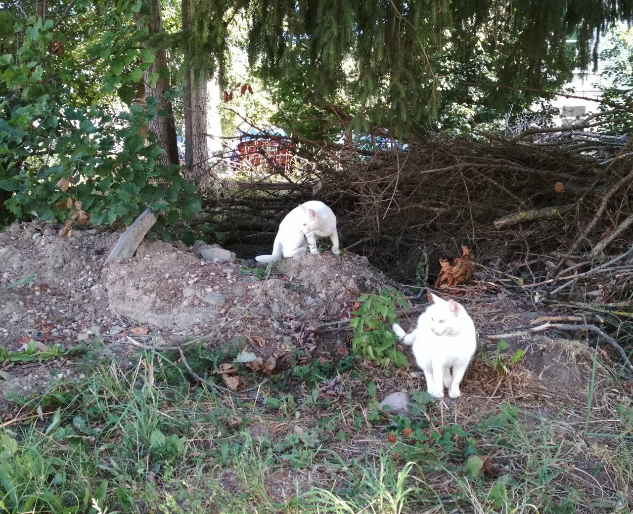 Кошки в нашей жизни. Кошки и все, что с ними связано.