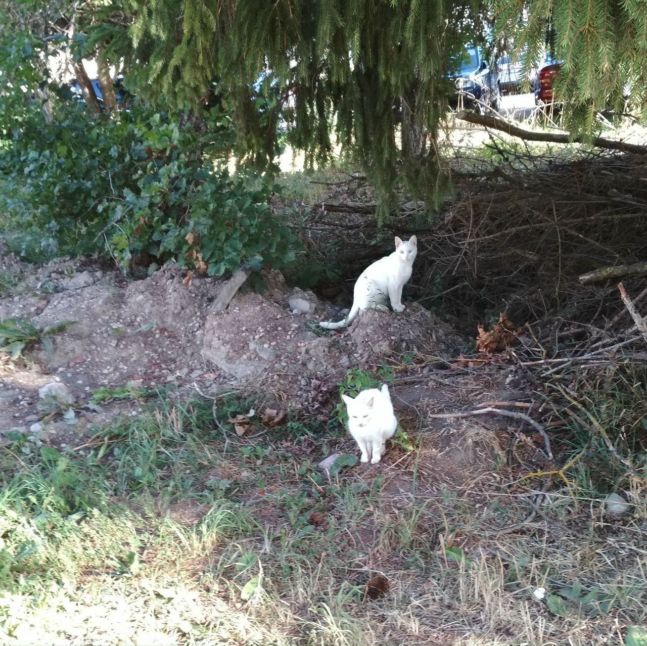 Кошки в нашей жизни. Кошки и все, что с ними связано.