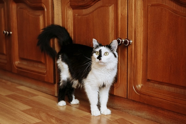 #ищу_дом@vmestepnz_animals
Нюша и Леся ищет дом

Город: П