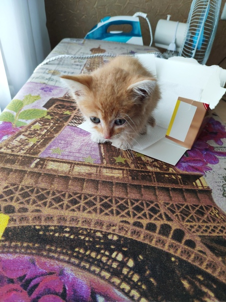 СРОЧНО! СРОЧНО! СРОЧНО! ИЩУ ПЕРЕДЕРЖКУ ИЛИ ДОБРЫЕ РУКИ! Сего