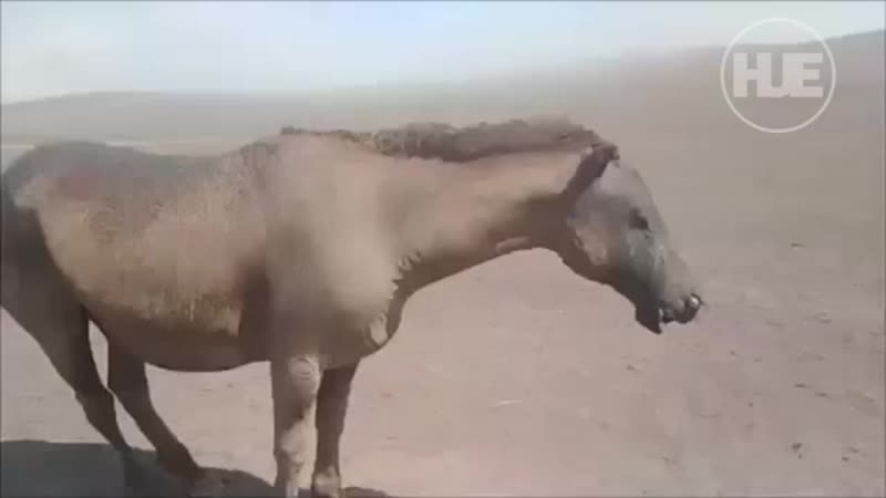 2_5328223388173337137.mp4