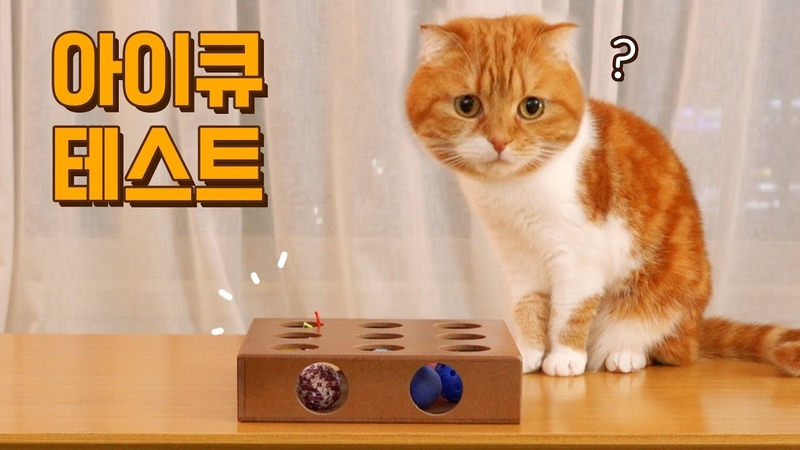고양이에게 아이큐(IQ)테스트를 해보았어요!