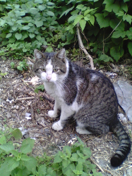 Добрый вечер, Вот эти животные, но ещё не все живущие на ули