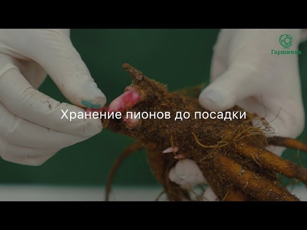 Хранение пионов до посадки