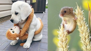 Cute baby animals Videos Compilation cute moment of the animals - Cutest Animals #5