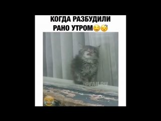 Когда разбудили рано утром хах Instamusor доброе утро