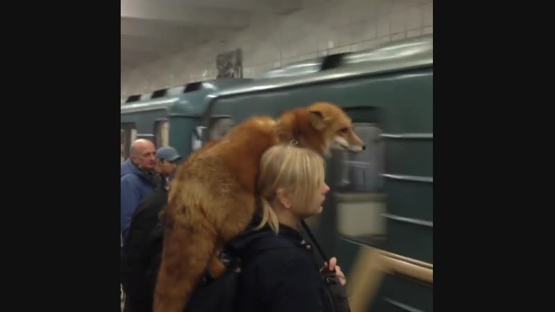 Лиса