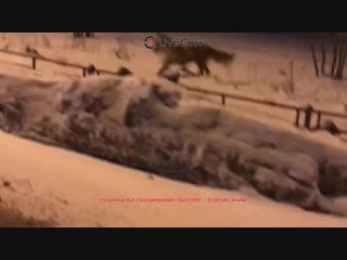 Лиса в Братеево
