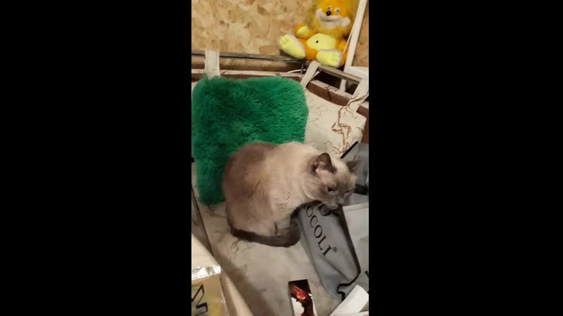 20190310_225024_001.mp4