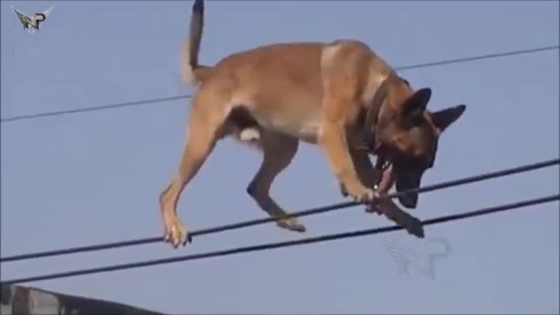Собака