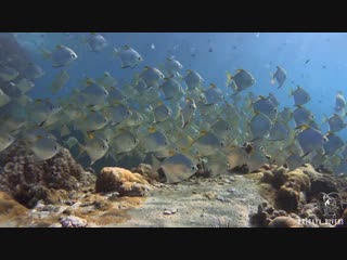 Diamondfish at Hin Luk Bat Rock | Diving Koh Chang, Thailand
