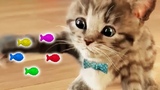 Lindo Gatito Solo en Casa - Little Kitten Alone at Home - Dibujos Animados Infantiles Colores Juegos