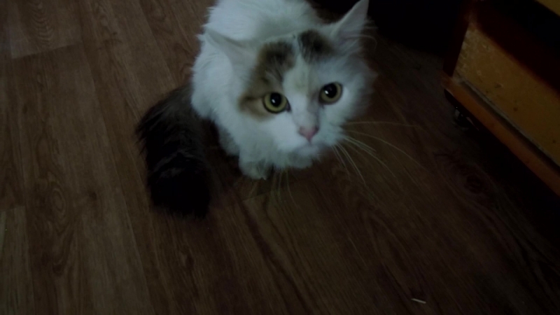 кошара