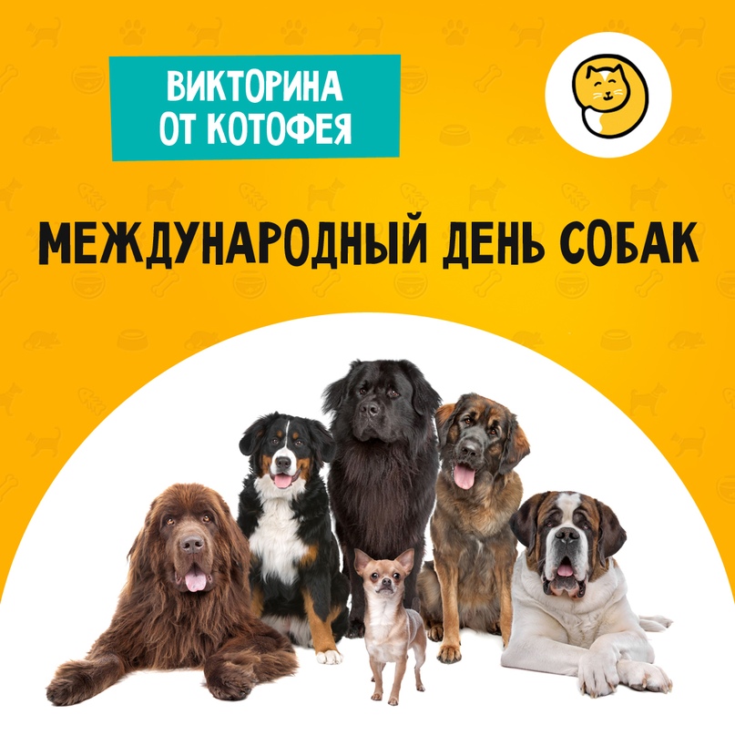 Котофей Зоомагазин Красноярск Интернет Магазин