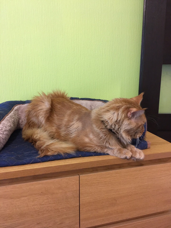 Кошки в нашей жизни. Кошки и все, что с ними связано. Кошки в нашей жизни. Кошки и все, что с ними связано.