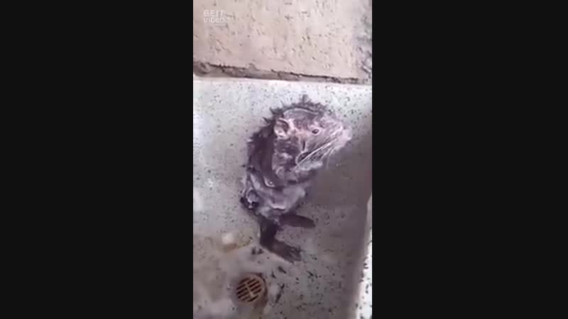 Они прогрессируют 😱