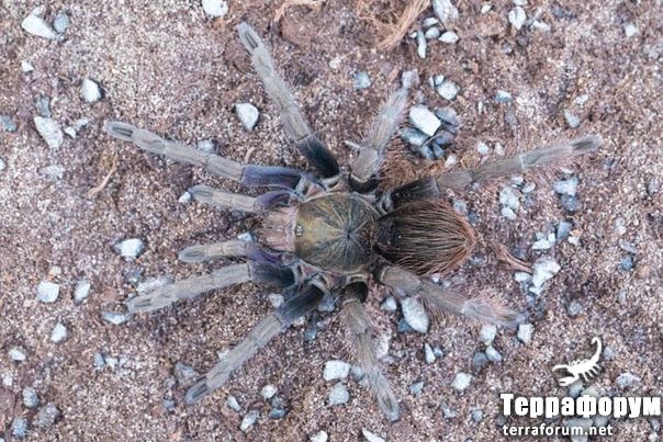 Pamphobeteus sp Colombia Paisa