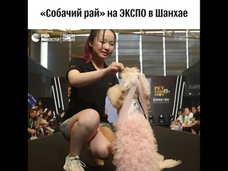 Выставка собак в Шанхае