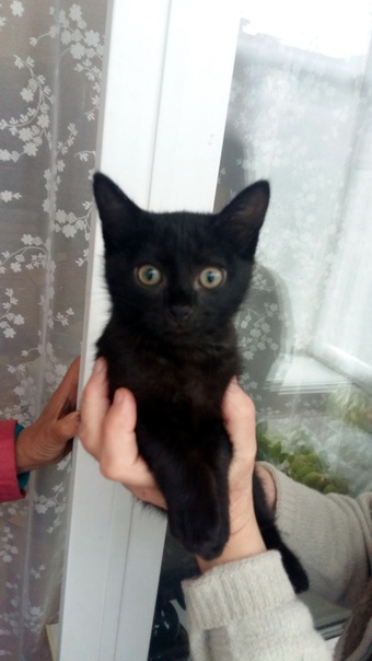 #ищу_дом@vmestepnz_animals
Маркиз ищет дом

Город: Пенза
