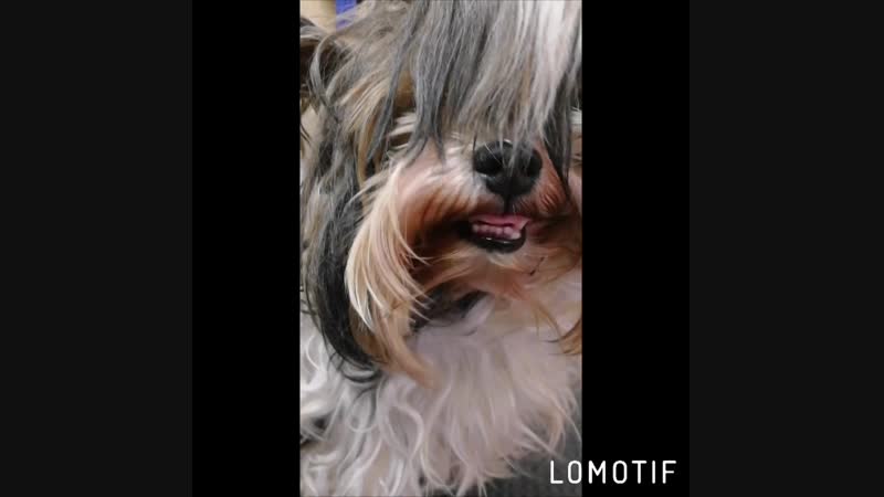 Lomotif_10-дек.-2018-19002542.mp4