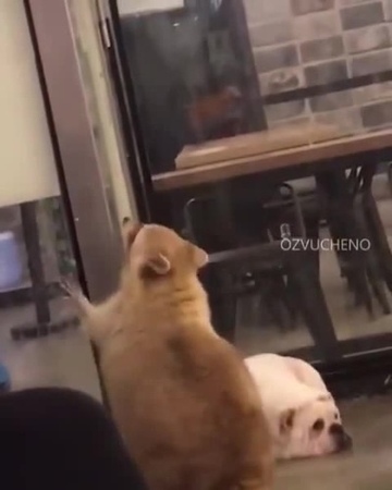 Шаловливый стриптизер