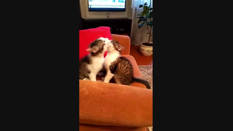 котята