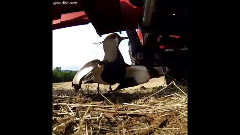 Птица защищает гнездо