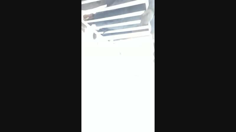 Архив-присяга.2-17