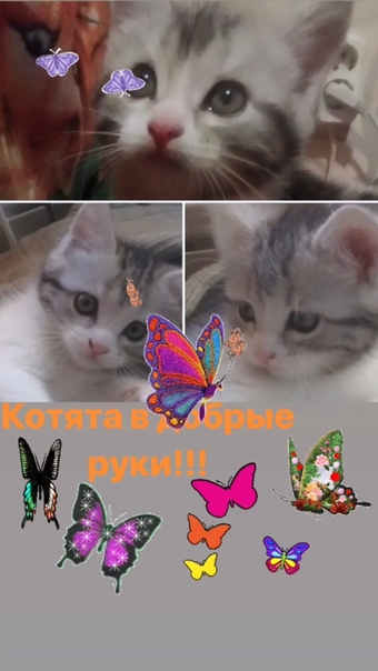 Отдаются в добрые руки две девочки. Возраст примерно 2, 5 ме