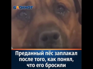 Преданный пес