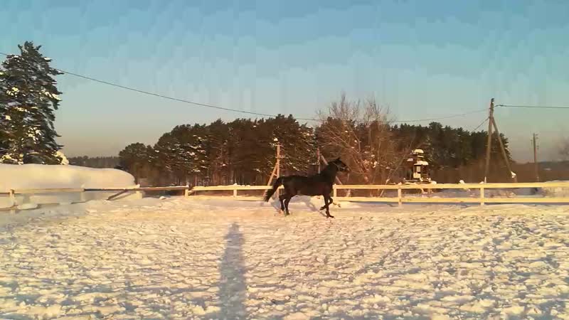 Тото