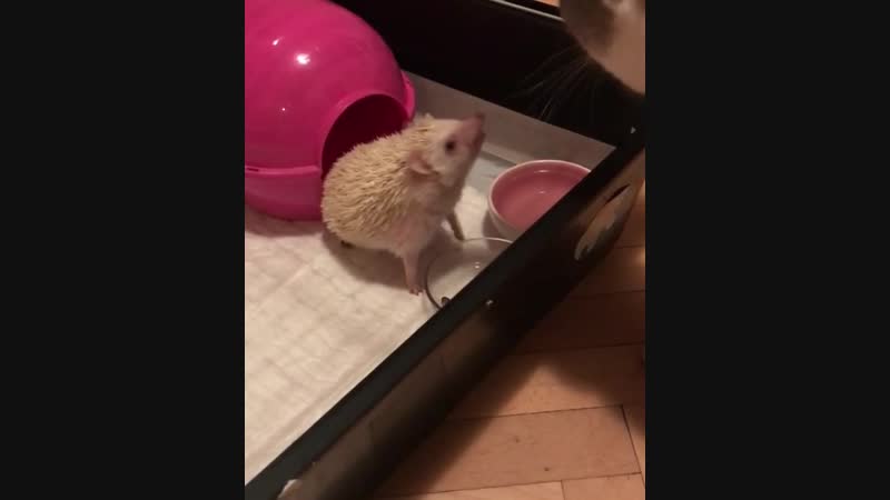 Шуня и её немного жирокая кость