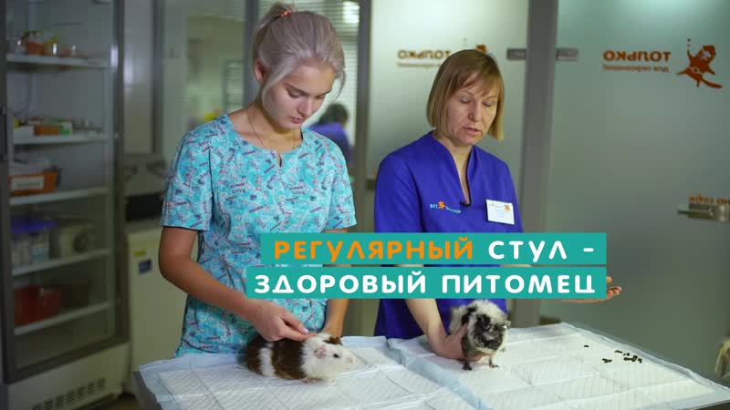 КАК УХАЖИВАТЬ ЗА МОРСКИМИ СВИНКАМИ