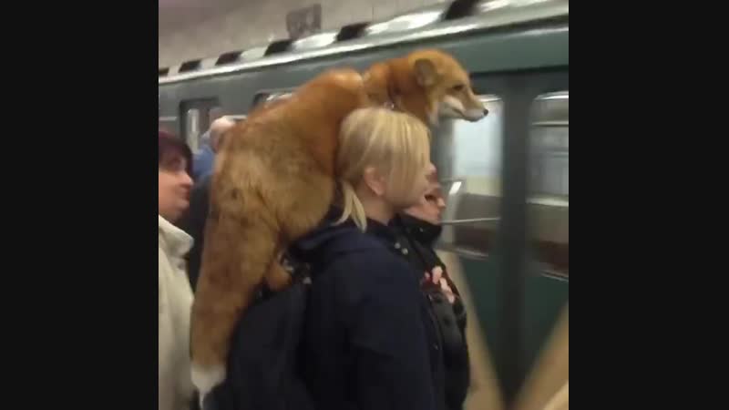 Лиса в метро