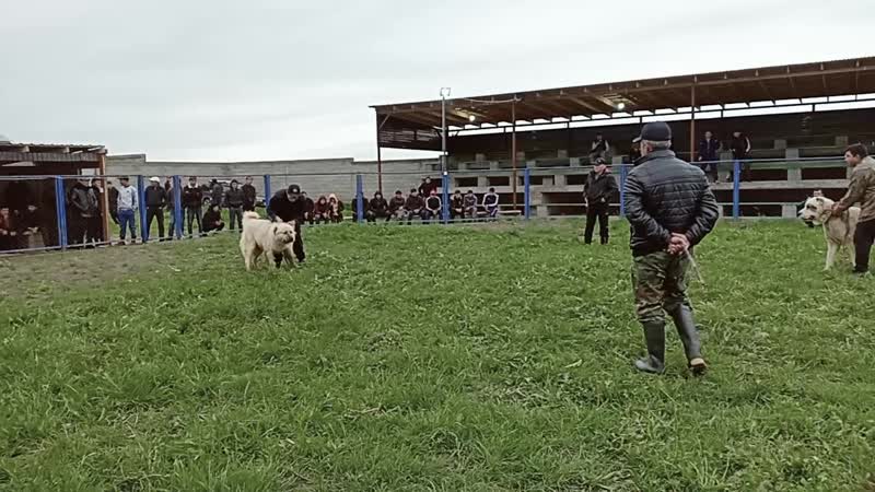 Алапар 2019 апрел 15
