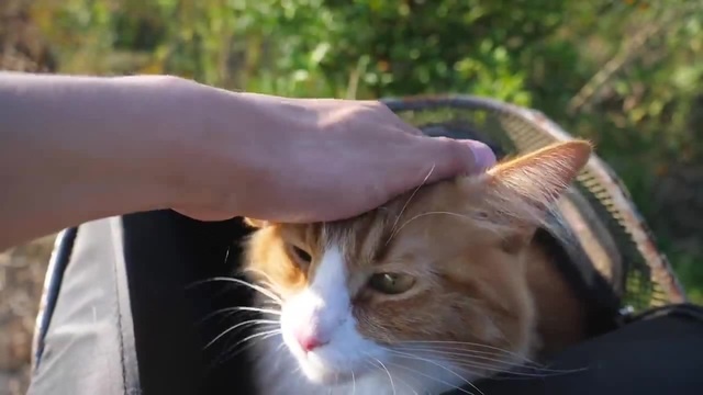 Country cat